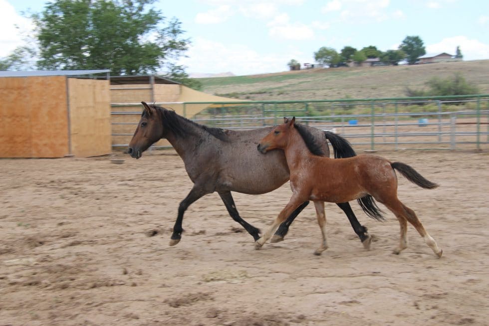 Fetal Size Determined By Mare’s Uterine Capacity - Blue Moon Rescue